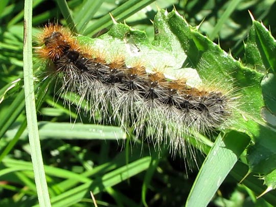 Raupe von Arctia caja, Brauner Bär