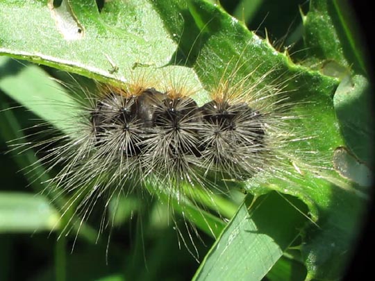Raupe von Arctia caja, Brauner Bär