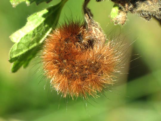 Raupe von Phragmatobia fuliginosa, Zimtbär