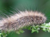 Raupe vom Phragmatobia fuliginosa, Zimtbär