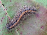 Raupe von Diacrisia sannio, Rotrandbär