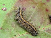 Raupe von Diacrisia sannio, Rotrandbär