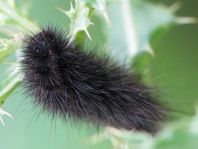 Raupe vom Phragmatobia fuliginosa, Zimtbär