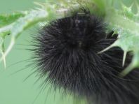 Raupe vom Phragmatobia fuliginosa, Zimtbär