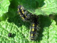 Raupe von Callimorpha dominula, Schönbär