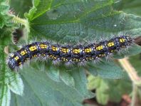 Raupe von Callimorpha dominula, Schönbär