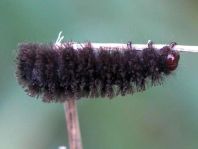Bärenspinner, Arctiidae