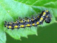 Raupe von Callimorpha dominula, Schönbär