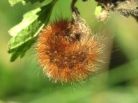 Raupe vom Phragmatobia fuliginosa, Zimtbär