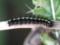 Raupe von Callimorpha dominula, Schönbär