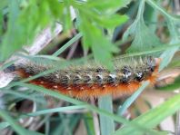 Raupe vom Rhyparia purpurata, Purpurbär