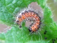 Raupe vom Spilosoma lubricipeda, Breitflügeliger Fleckleibbär
