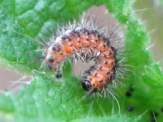 Raupe vom Spilosoma lubricipeda, Breitflügeliger Fleckleibbär