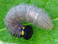 Raupe vom Malven-Dickkopffalter, Carcharodus alceae