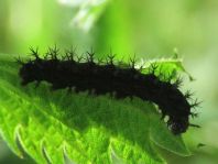 Raupe von Inachis io, Tagpfauenauge