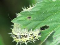Raupe von Aglais urticae, Kleiner Fuchs