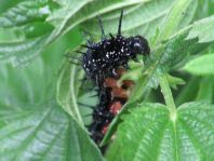 Raupe von Inachis io, Tagpfauenauge
