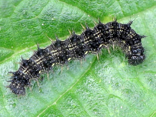 Raupe von Aglais urticae, Kleiner Fuchs