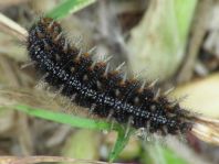 Raupe von Issoria lathonia, Kleiner Perlmutterfalter