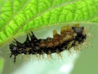 Raupe von Araschnia levana, Landkärtchen