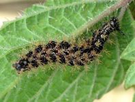 Raupe von Araschnia levana, Landkärtchen
