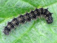 Raupe von Aglais urticae, Kleiner Fuchs
