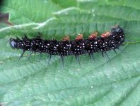 Raupe von Inachis io,
     <td width=
