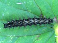 Raupe von Araschnia levana, Landkärtchen