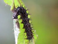 Raupe von Araschnia levana, Landkärtchen