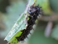 Raupe von Araschnia levana, Landkärtchen