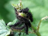Raupe von Araschnia levana, Landkärtchen