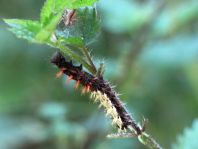 Raupe von Polygonia c-album, C-Falter