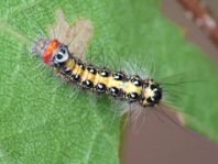 Acronicta tridens, Dreizack-Pfeileule