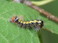 Acronicta tridens, Dreizack-Pfeileule