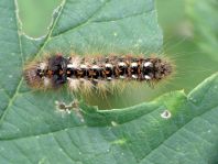 Acronicta rumicis, Ampfer-Rindeneule