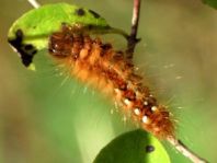 Acronicta rumicis, Ampfer-Rindeneule