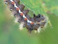 Acronicta rumicis, Ampfer-Rindeneule
