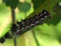 Acronicta rumicis, Ampfer-Rindeneule