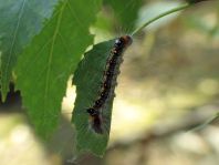 Acronicta tridens, Dreizack-Pfeileule