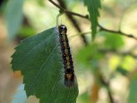 Acronicta tridens, Dreizack-Pfeileule
