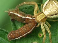 Agrochola helvola, Rötliche Herbsteule