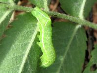 Amphipyra pyramidea, Pyramideneule