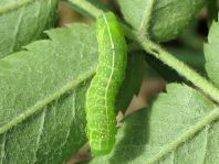 Amphipyra pyramidea, Pyramideneule
