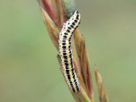 Calophasia lunula, Möndcheneule
