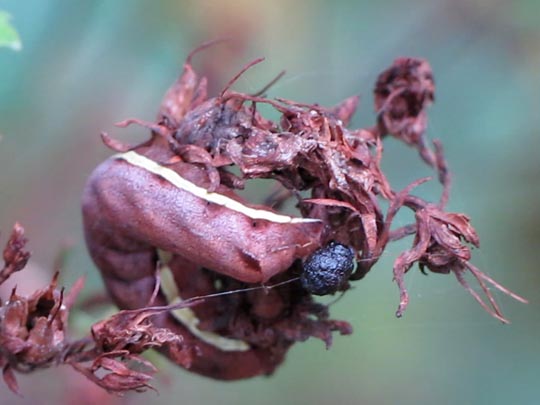 Chloantha hyperici, Ruderalflur-Johanniskrauteule