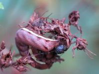 Chloantha hyperici, Ruderalflur-Johanniskrauteule