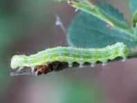Cosmia trapezina, Trapezeule