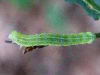 Cosmia trapezina, Trapezeule