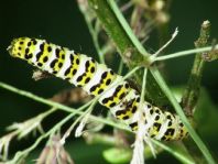 Cucullia scrophulariae, Braunwurz-Mönch