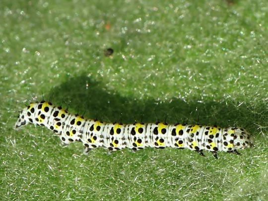 Cucullia verbasci, Königskerzen-Mönch